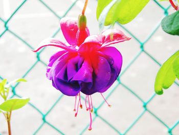 Close-up of pink flower