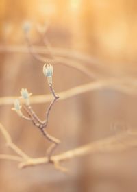 Close-up of dry plant