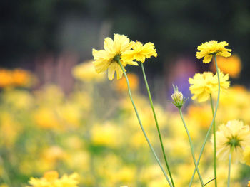 Close-up of yellow flowering plants on field