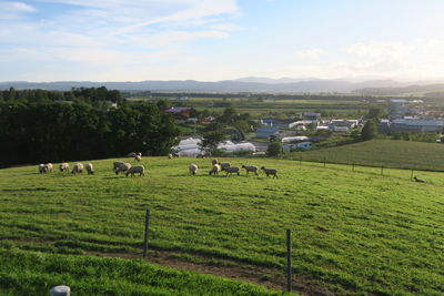 Flock of sheep on grassy field against sky