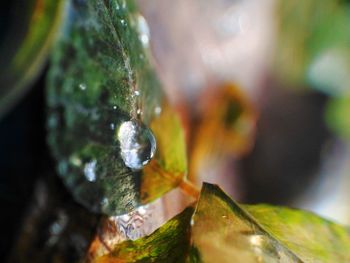 Close-up of insect on water