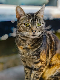 Close-up portrait of tabby cat