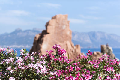 Pink flowering plants on land against red rock and sky. arbatax, italy.