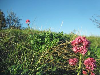 Close-up of pink flowering plants on field