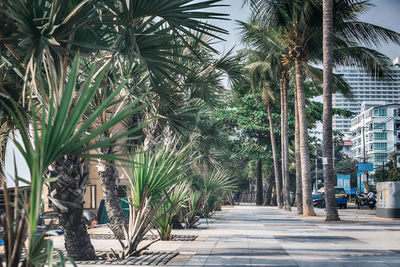 Footpath amidst palm trees in city
