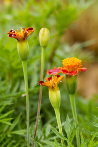 Close-up of red flowering plant in field