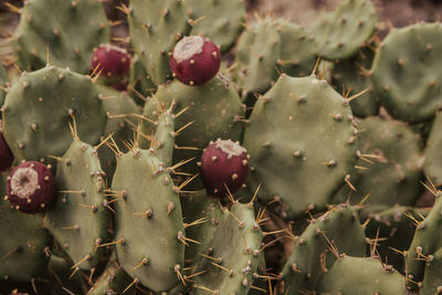 Full frame shot of succulent plant