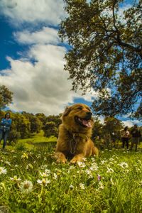 Dog relaxing on grass