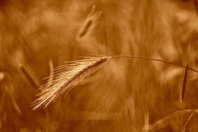 Close-up of wheat plant