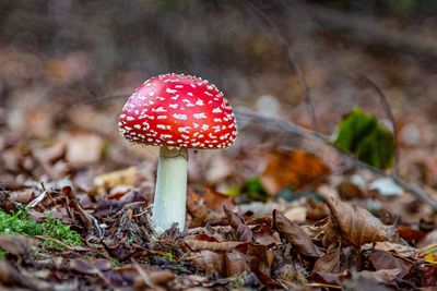 Close-up of fly agaric mushroom on field