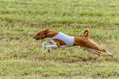 Basenji dog running on field