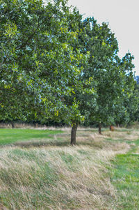 Trees growing in farm