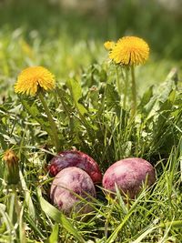 Close-up of flowering plants growing on field