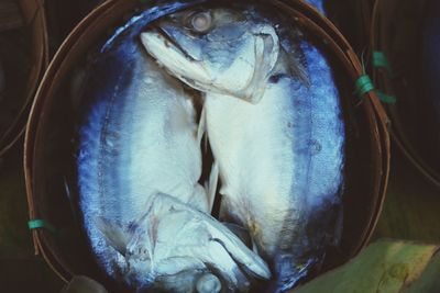 Close-up of dead fish