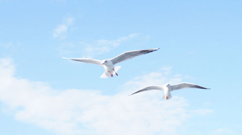 Low angle view of seagulls flying