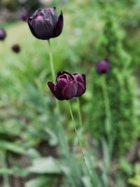 Close-up of pink flowering plant