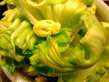 Close-up of yellow flower