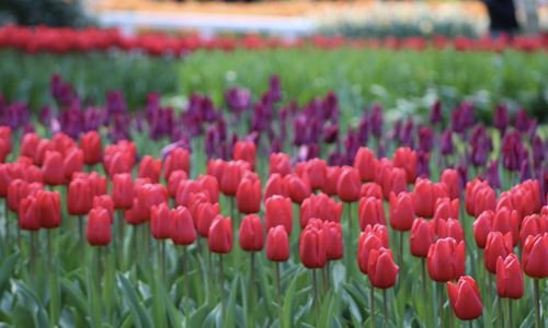 Close-up of red tulips in field