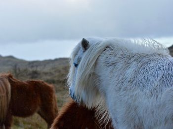 Horses on field against sky