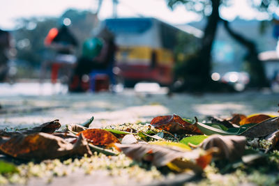 Close-up of fallen maple leaves