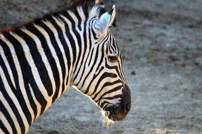 Close-up of zebra