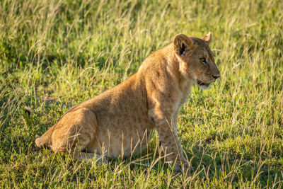 Lion cub sitting on grassy field