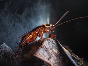 Close-up of insect on wood