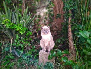 Portrait of a cat sitting on land