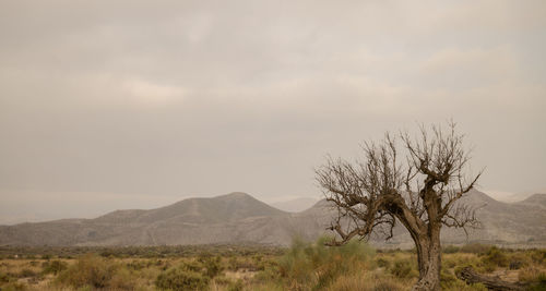 Scenic view of dead olive tree in tarbenas desert, almeria, spain, against sky