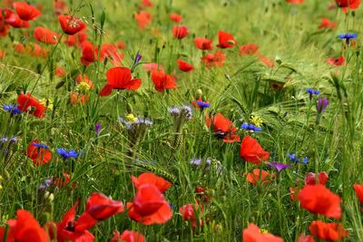 Red poppy flowers blooming in field