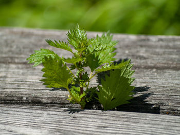 Close-up of plant growing on table