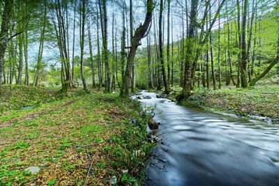 Scenic view of river flowing in forest