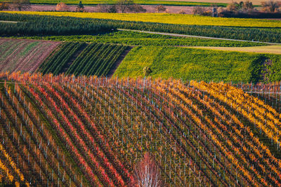 Scenic view of agricultural field