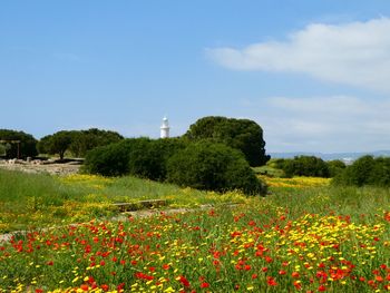 Scenic view of flowering plants on field against sky