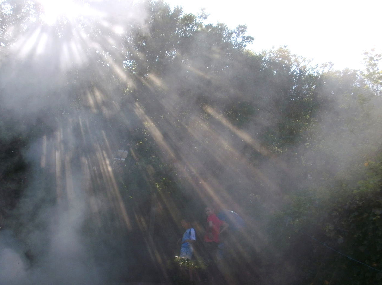 SUNLIGHT FALLING ON TREES IN FOREST