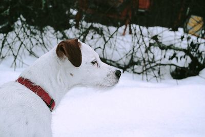 Close-up of parson russell terrier on snowcapped field during winter