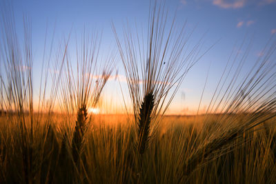 Scenic view of wheat field against sky at sunset