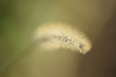 Close-up of dandelion on plant