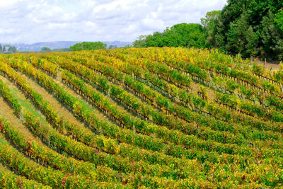 Scenic view of vineyard field against sky