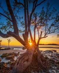 Tree against sky during sunset