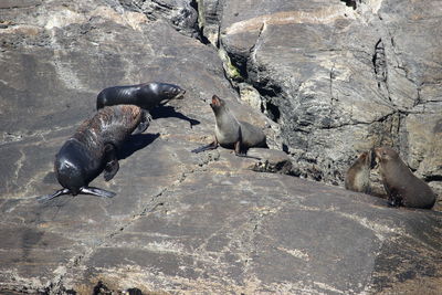 High angle view of fur seals on rock, shouting posture