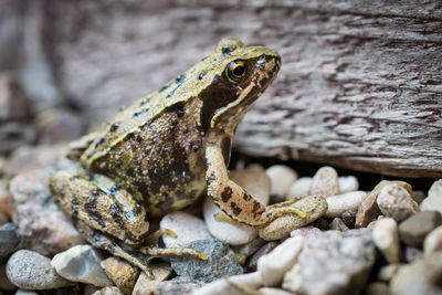 Close-up of lizard on rock