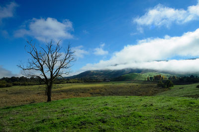 Bare tree on field against sky