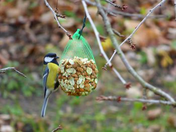 Close-up of bird perching on tree trunk