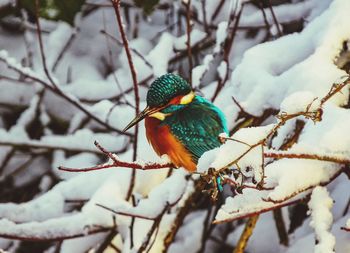 Bird perching on branch in snow