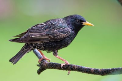 Close-up of bird perching outdoors