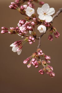 Close-up of pink flowers