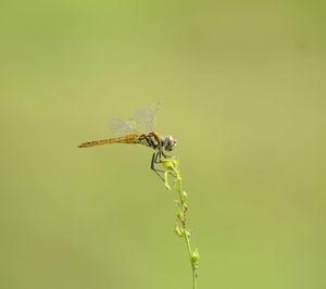 Close-up of damselfly on leaf