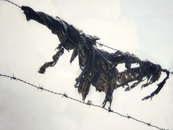 Low angle view of shredded plastic on barbed wire against sky