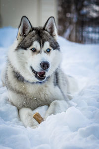 Portrait of dog on snow field